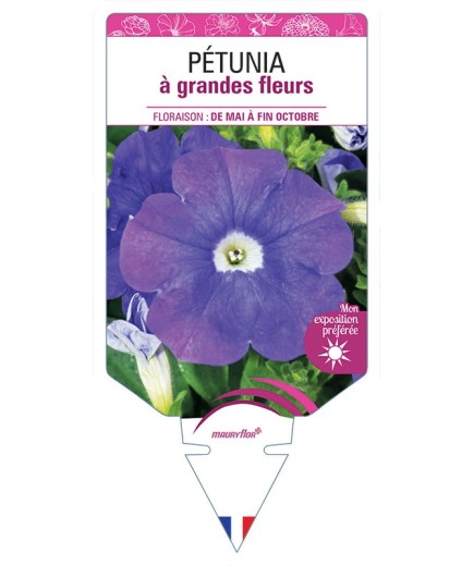 PÉTUNIA À GRANDE FLEUR (BLEU)