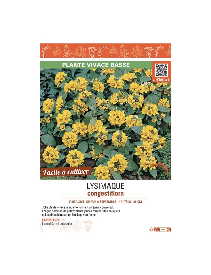 LYSIMACHIA