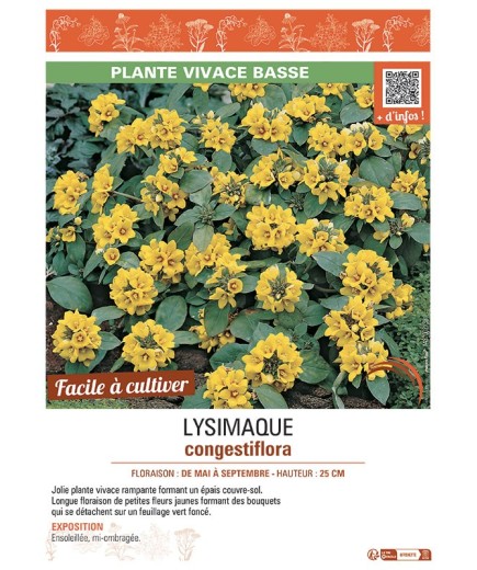 LYSIMACHIA