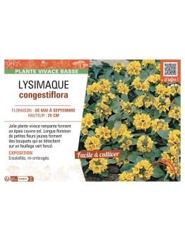 LYSIMACHIA