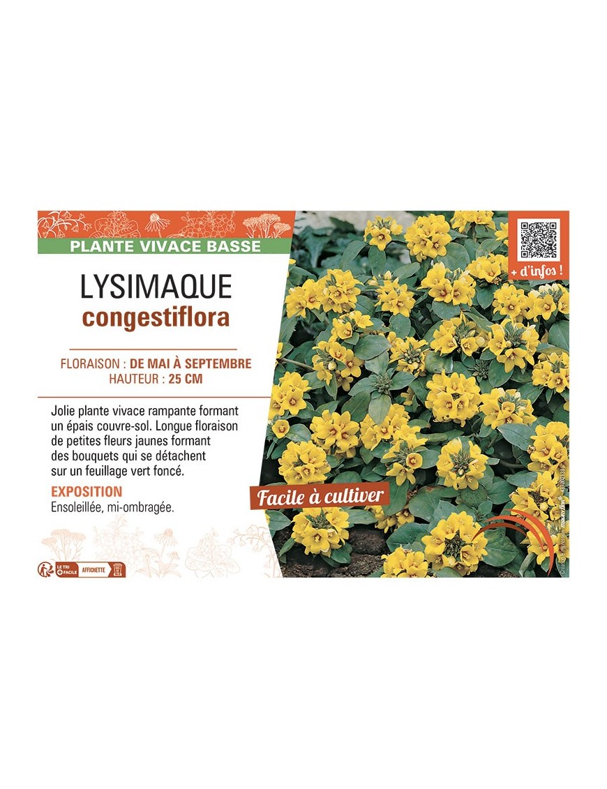 LYSIMACHIA