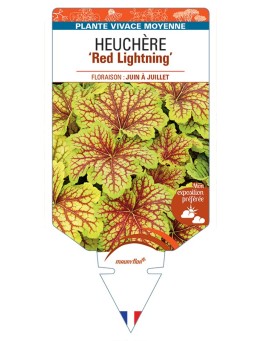 HEUCHERA Red Lightning