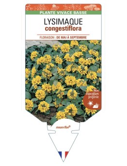 LYSIMAQUE congestifolia