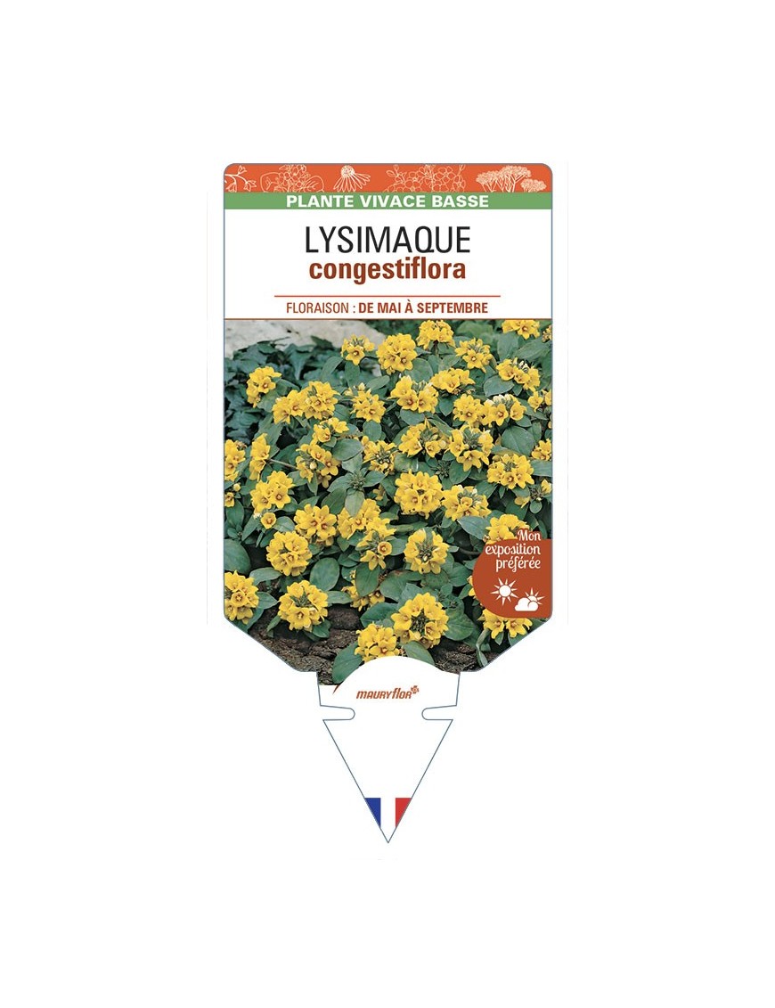 LYSIMAQUE congestifolia