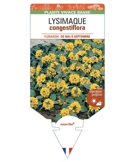 LYSIMAQUE congestifolia