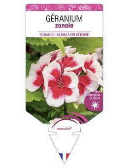 GÉRANIUM ZONALE (bicolore blanc et rouge)