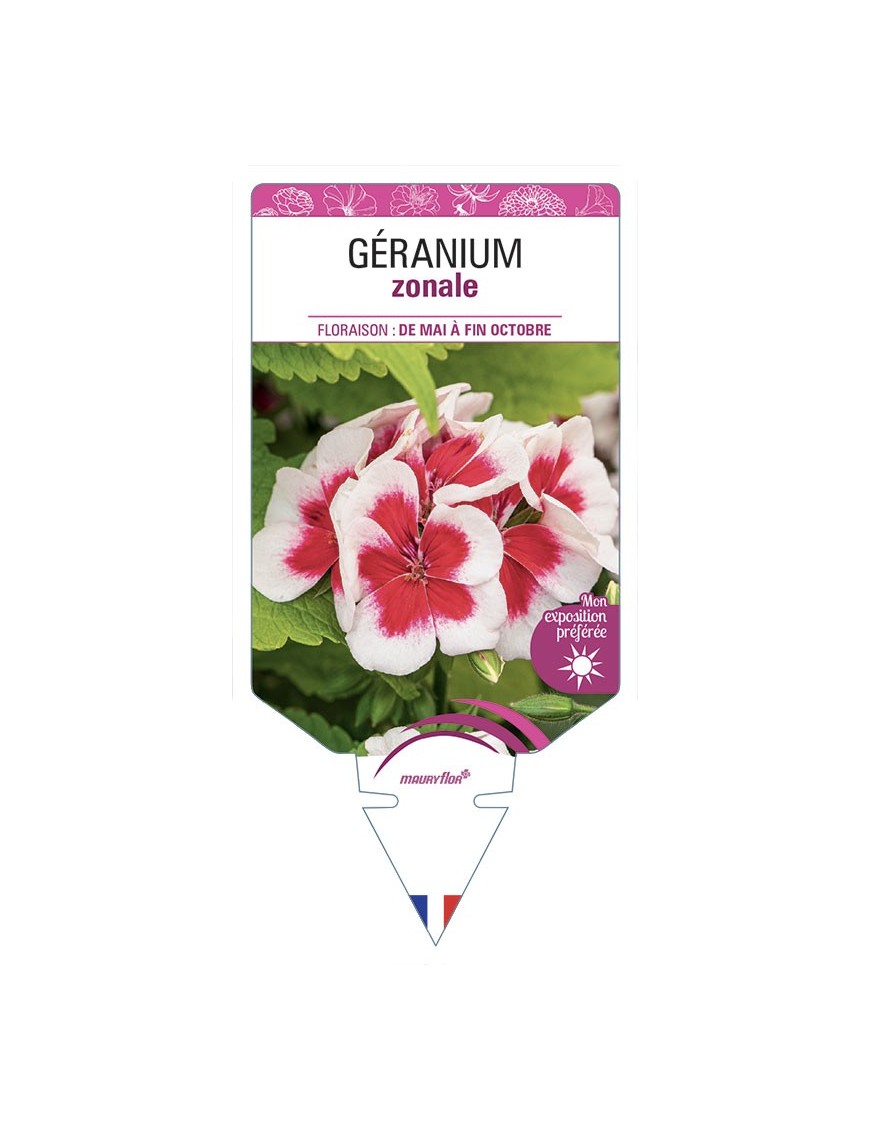 GÉRANIUM ZONALE (bicolore blanc et rouge)