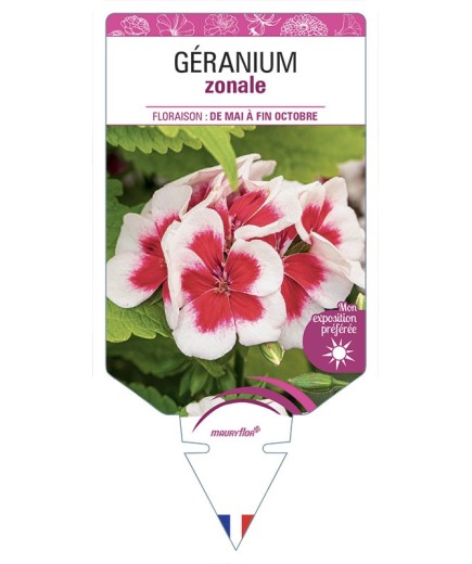 GÉRANIUM ZONALE (bicolore blanc et rouge)