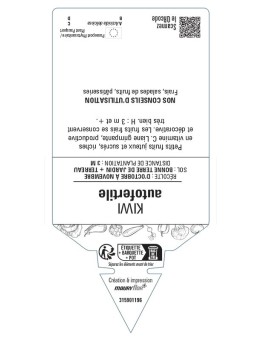 GÉRANIUM ZONALE (bicolore blanc et rouge)