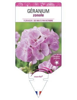 GÉRANIUM ZONALE (rose clair)
