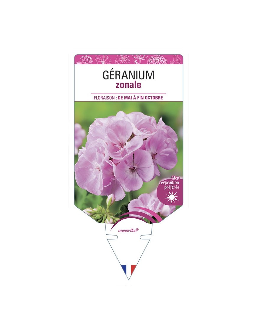 GÉRANIUM ZONALE (rose clair)