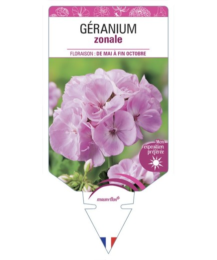 GÉRANIUM ZONALE (rose clair)