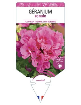 GÉRANIUM ZONALE (rose foncé)