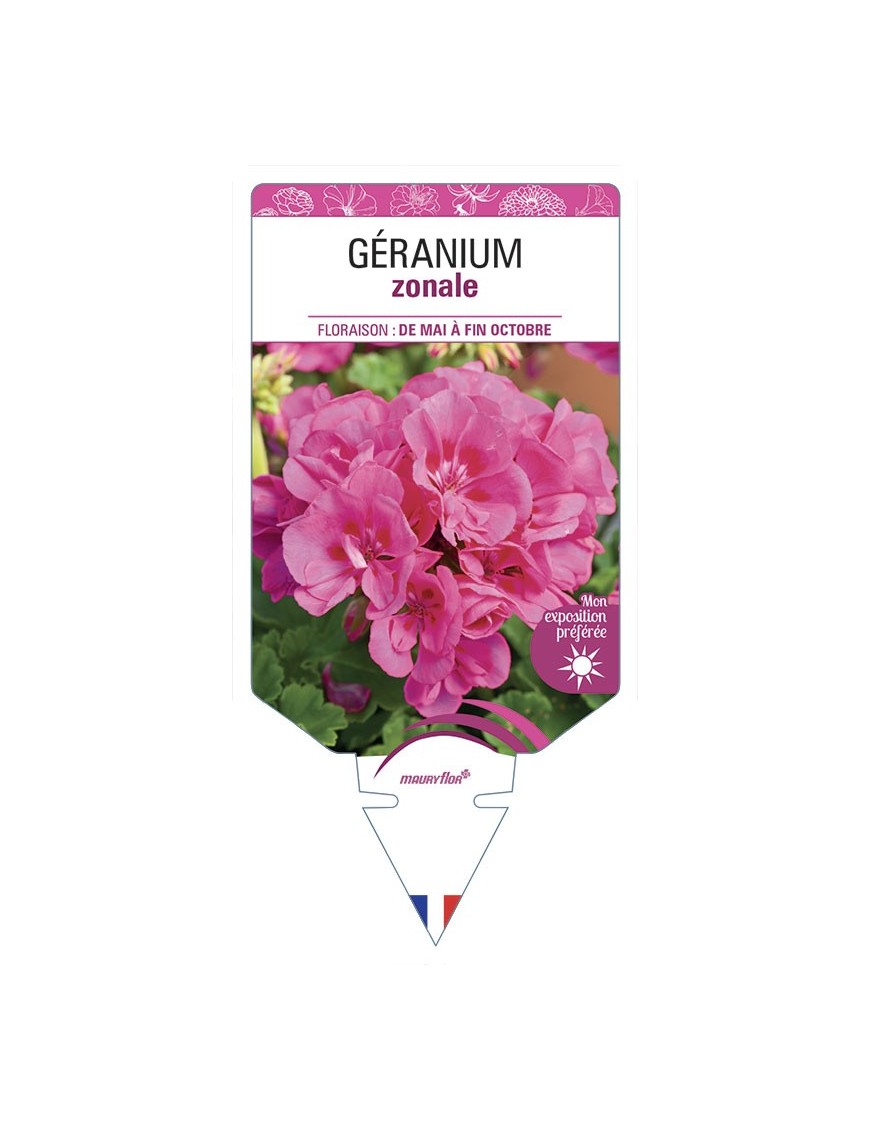 GÉRANIUM ZONALE (rose foncé)