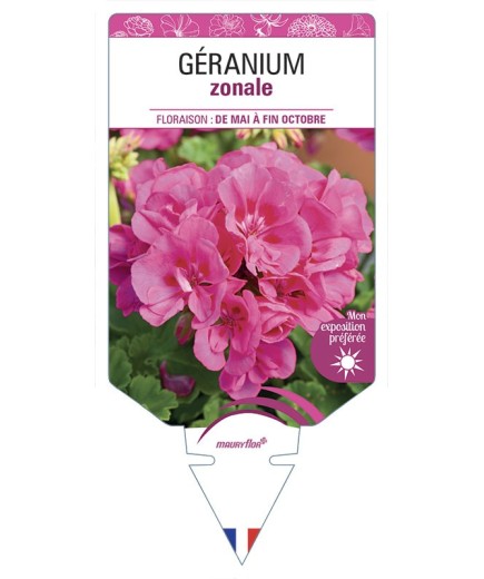 GÉRANIUM ZONALE (rose foncé)