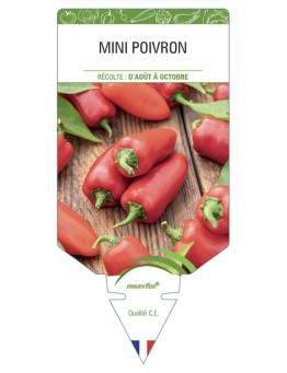 MINI POIVRON (rouge)