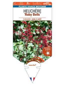 HEUCHERA Ruby Bells