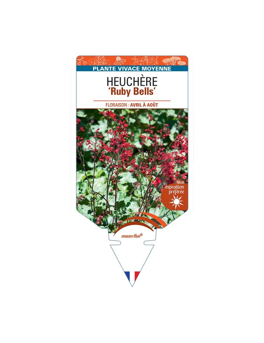 HEUCHERA Ruby Bells