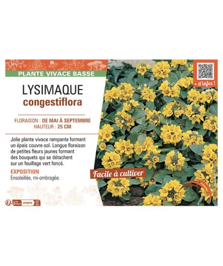LYSIMAQUE congestifolia