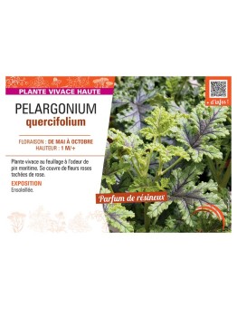 PELARGONIUM QUERCIFOLIUM