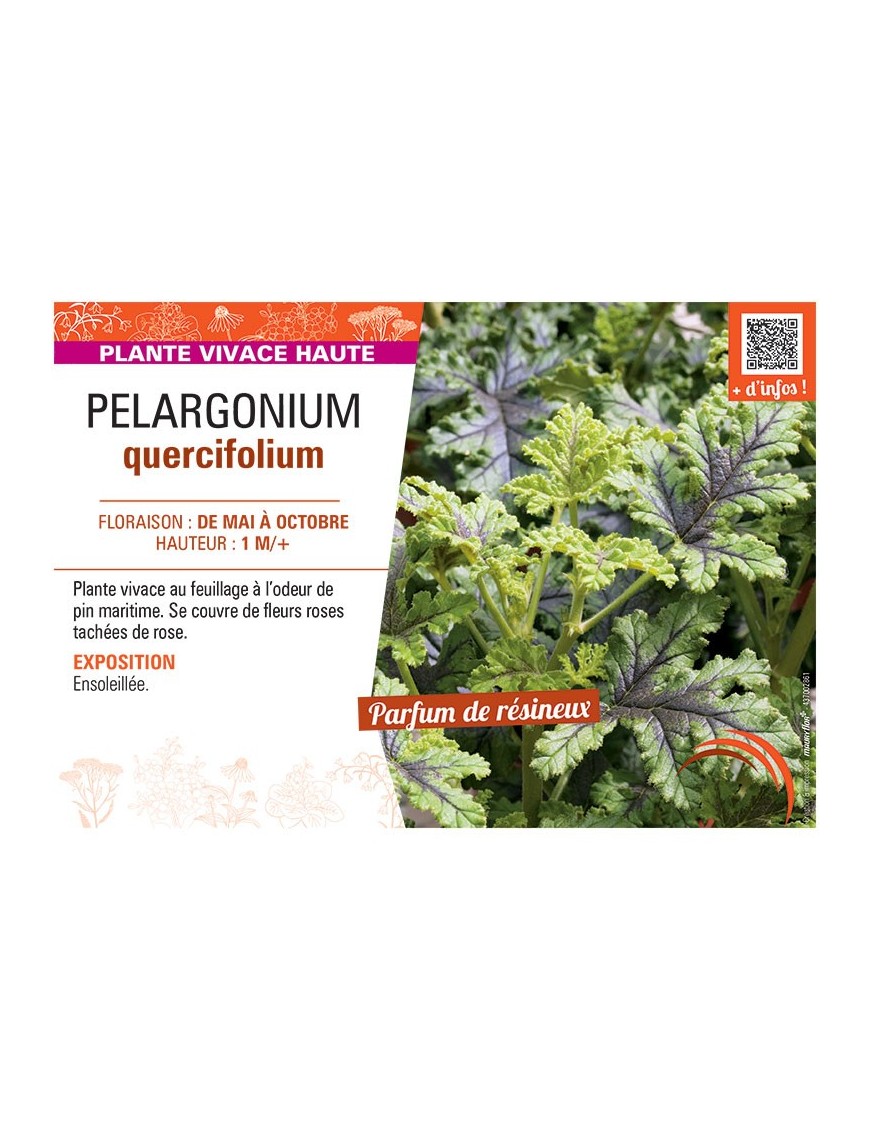 PELARGONIUM QUERCIFOLIUM