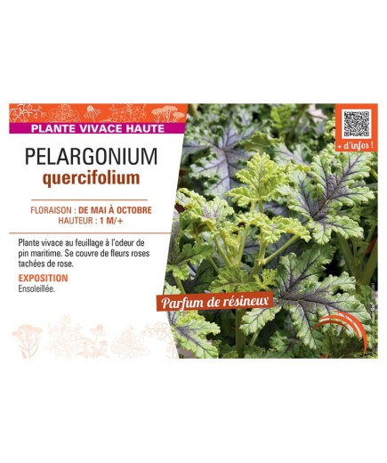 PELARGONIUM QUERCIFOLIUM