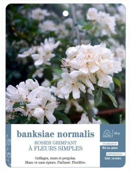 Rosier grimpant banksiae normalis