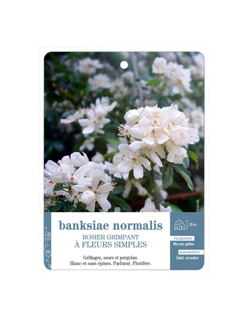 Rosier grimpant banksiae normalis