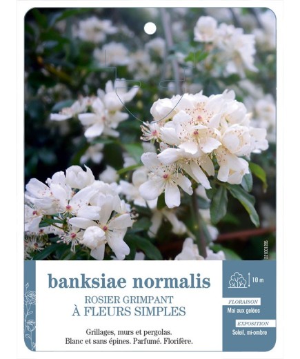 Rosier grimpant banksiae normalis