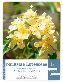 Rosier grimpant banksiae Lutescens