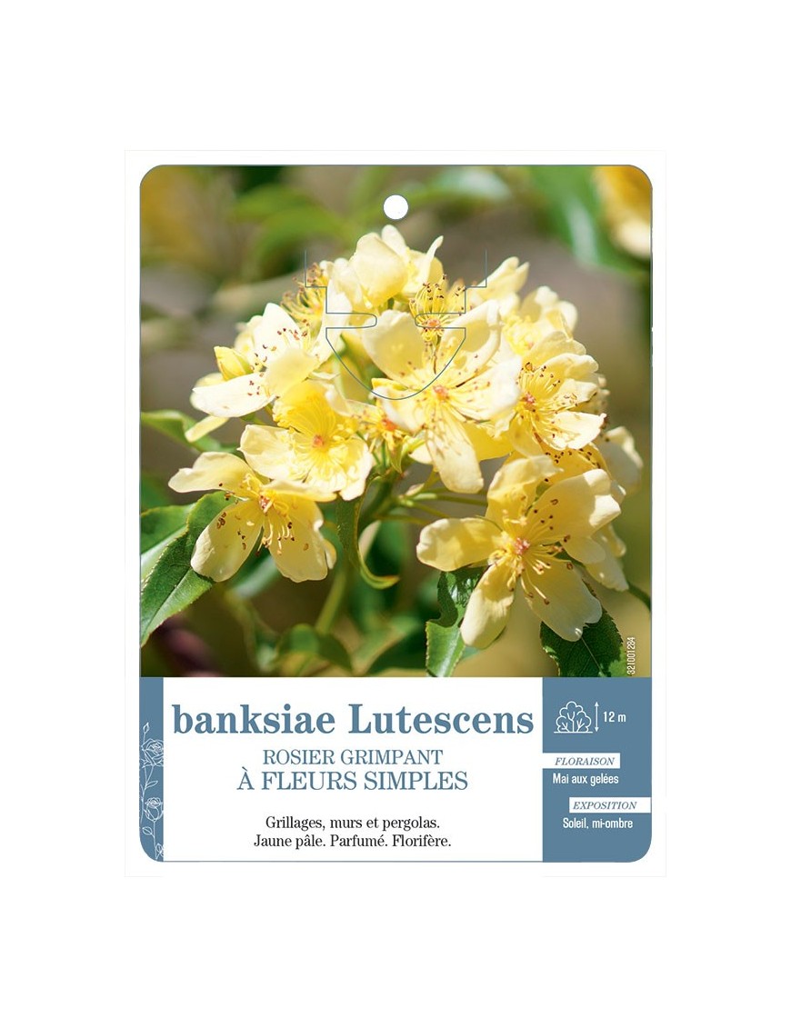 Rosier grimpant banksiae Lutescens