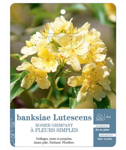 Rosier grimpant banksiae Lutescens