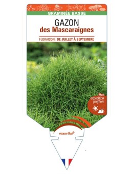 ZOYSIA tenuifolia voir GAZON des Mascaraignes