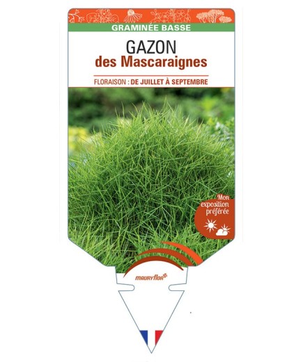 ZOYSIA tenuifolia voir GAZON des Mascaraignes