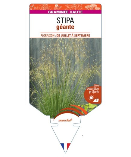 STIPA géante