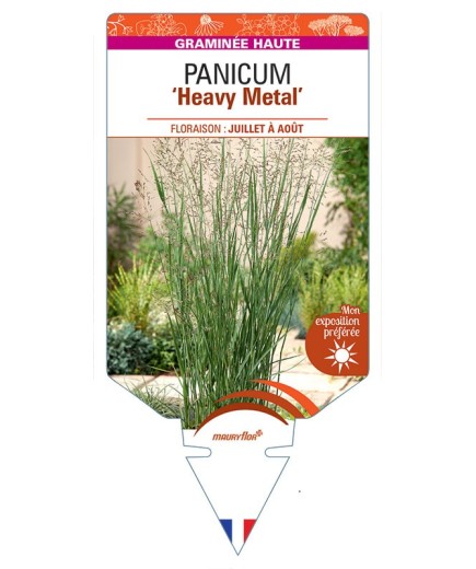 PANICUM (virgatum) Heavy Metal