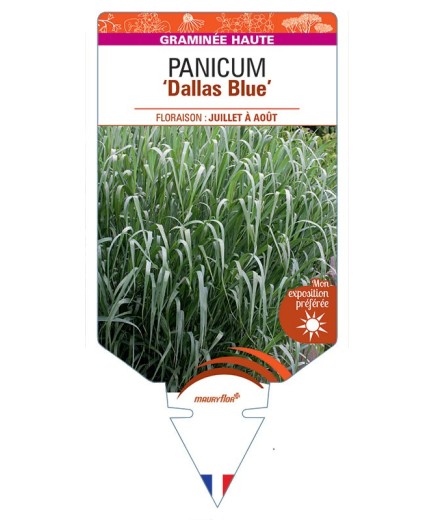 PANICUM (virgatum) Dallas Blue