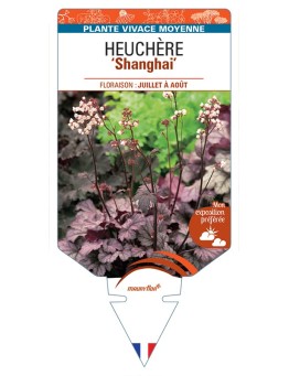 HEUCHERA Shanghai