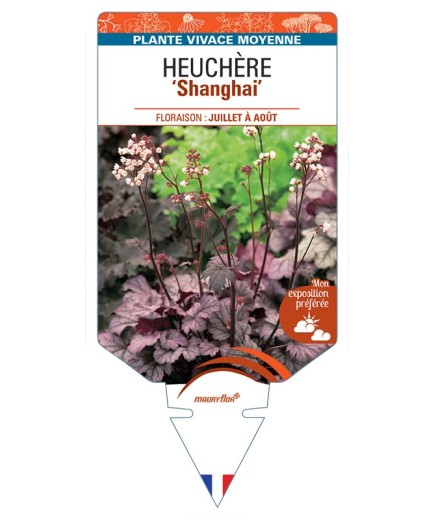 HEUCHERA Shanghai
