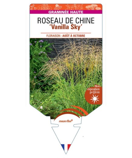 MISCANTHUS sinensis Vanilla Sky voir Roseau de Chine