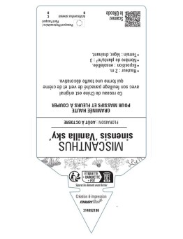 MISCANTHUS sinensis Vanilla Sky voir Roseau de Chine