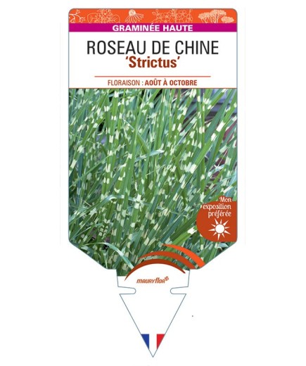 MISCANTHUS sinensis Strictus voir Roseau de Chine