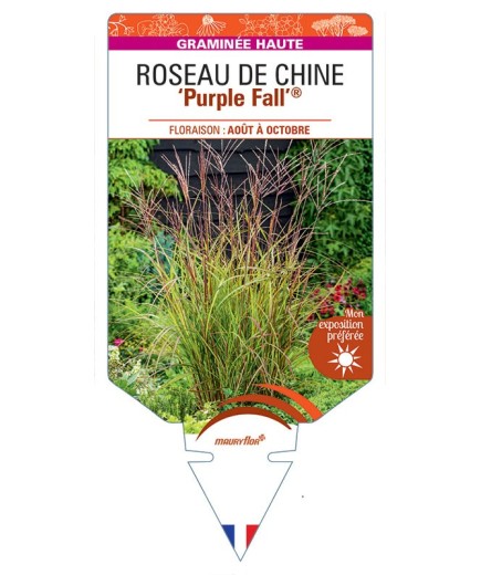 MISCANTHUS sinensis Purple Fall® voir Roseau de Chine