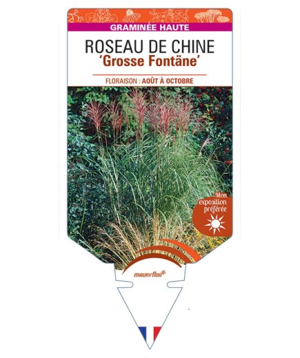 MISCANTHUS sinensis Grosse Fontäne voir Roseau de Chine