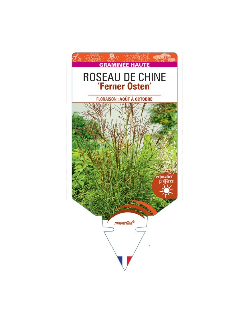 MISCANTHUS sinensis Ferner Osten voir Roseau de Chine