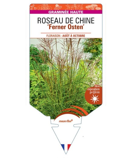 MISCANTHUS sinensis Ferner Osten voir Roseau de Chine