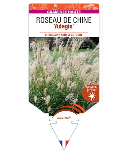 MISCANTHUS sinensis Adagio voir Roseau de Chine
