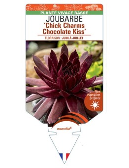 SEMPERVIVUM Chick Charms Chocolate Kiss voir Joubarbe
