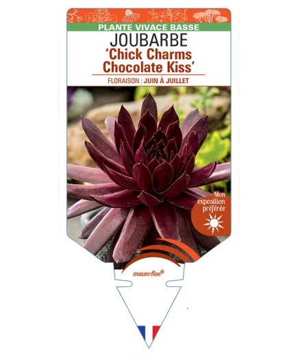 SEMPERVIVUM Chick Charms Chocolate Kiss voir Joubarbe