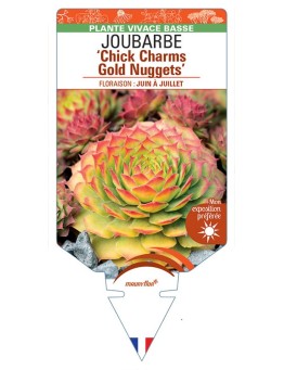 SEMPERVIVUM Chick Charms Gold Nuggets voir Joubarbe